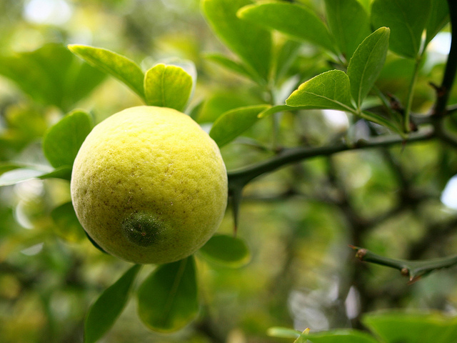 Citronnier épineux