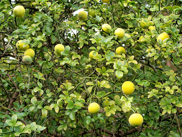 Citronnier épineux (Poncirus trifoliata)