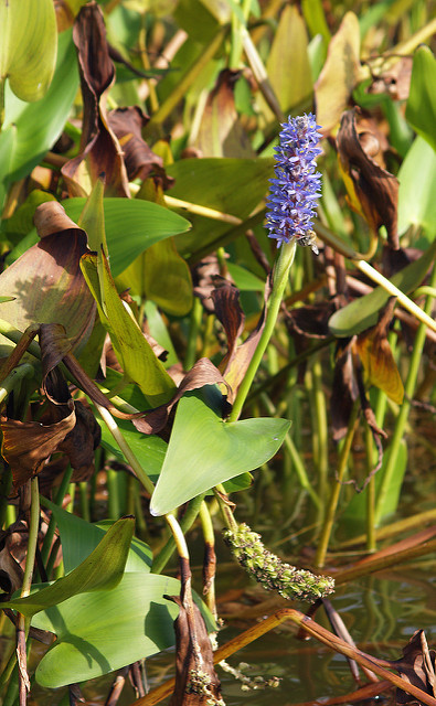 Pontédérie à feuilles en cœur