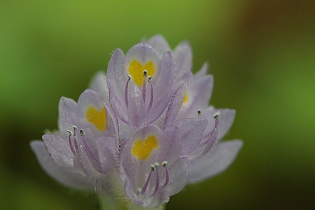 Pontederia rotundifolia (Pontederia rotundifolia)