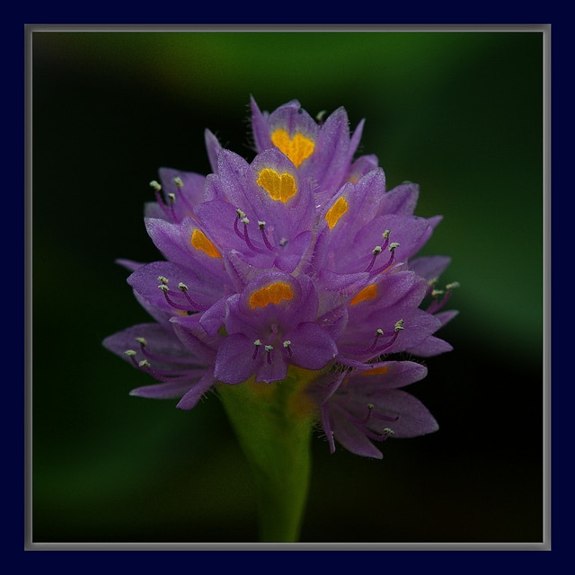 Pontederia rotundifolia