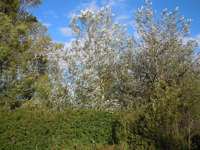 Peuplier blanc