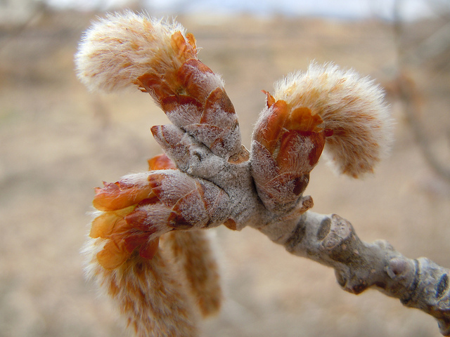 Peuplier blanc (Populus alba)