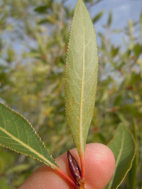 Peuplier à feuilles étroites (Populus angustifolia)