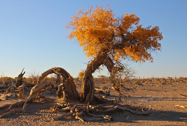 Populus euphratica