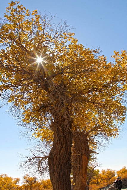 Populus euphratica