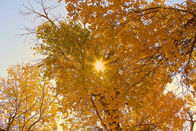 Populus euphratica (Populus euphratica)