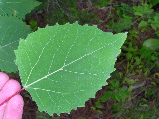 Peuplier à grandes dents (Populus grandidentata)