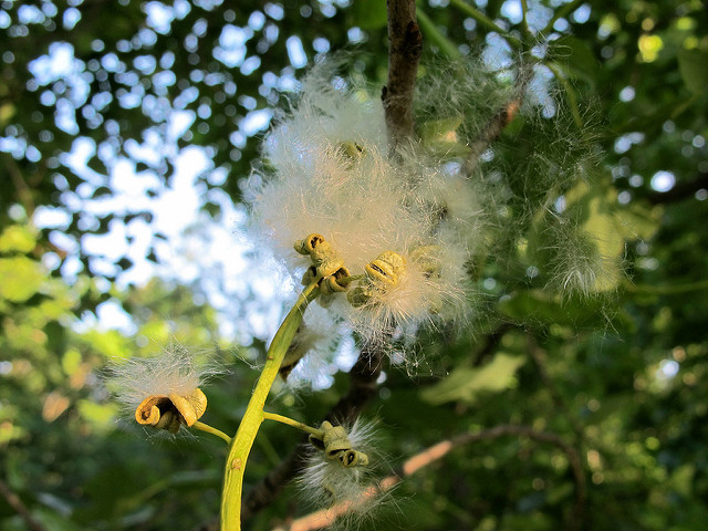 Peuplier argenté (Populus heterophylla)