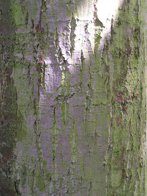 Populus maximowiczii