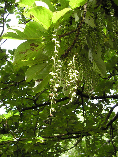 Populus maximowiczii