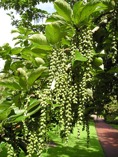Populus maximowiczii