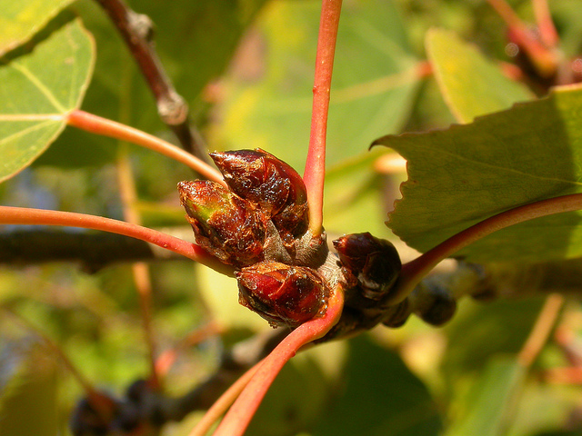 Peuplier faux-tremble
