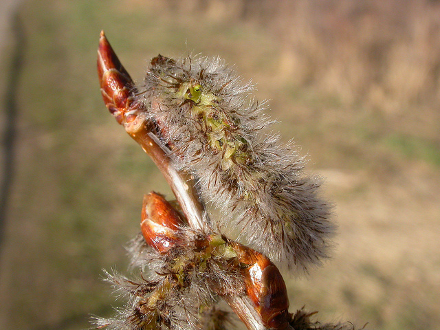 Peuplier faux-tremble