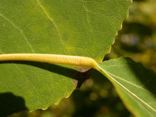 Peuplier faux-tremble