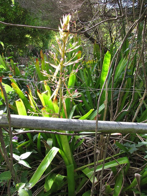Portea petropolitana (Portea petropolitana)