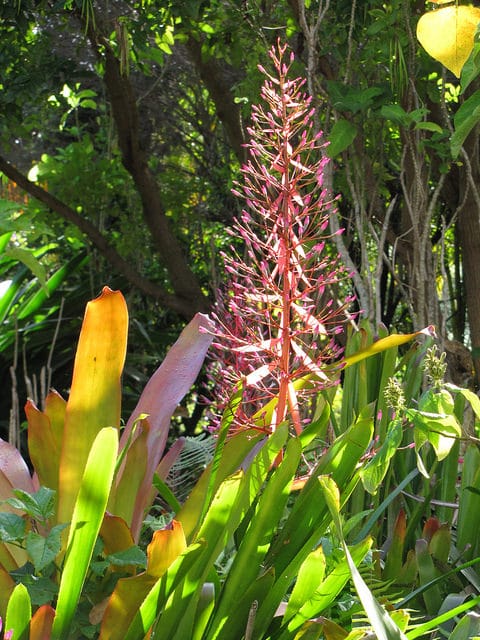 Portea petropolitana
