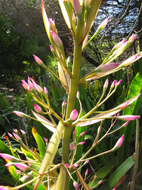 Portea petropolitana