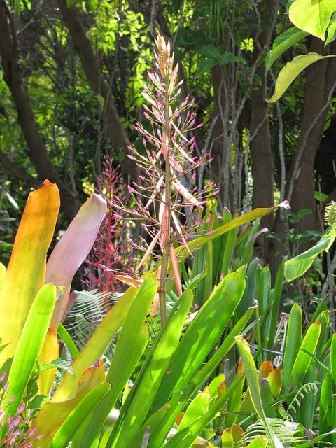 Portea petropolitana