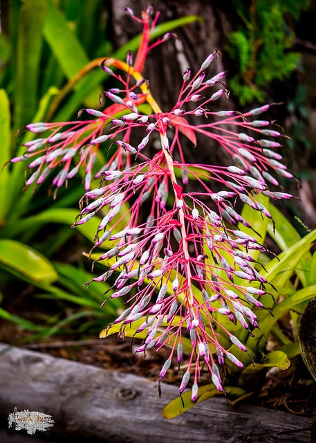 Portea petropolitana