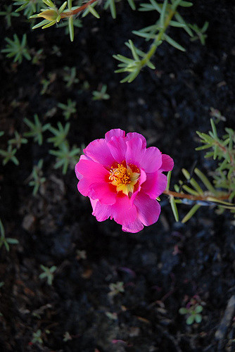 Pourpier à grandes fleurs