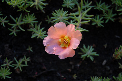 Pourpier à grandes fleurs