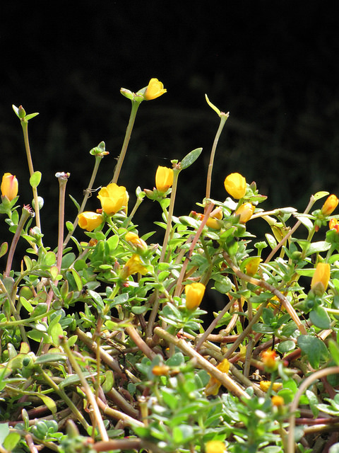 Pourpier à grandes fleurs