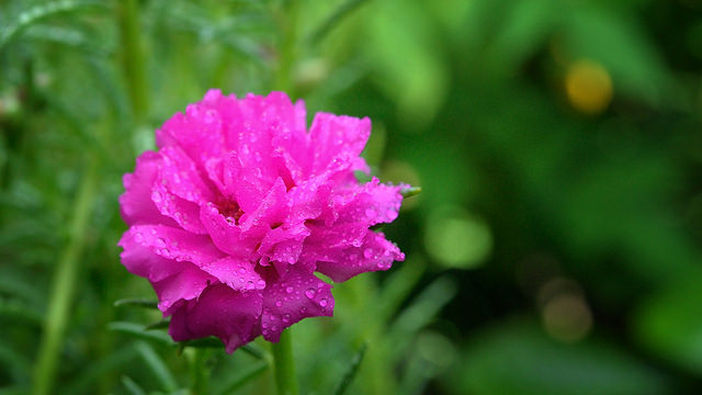 Pourpier à grandes fleurs