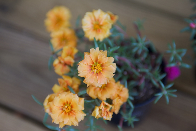 Pourpier à grandes fleurs