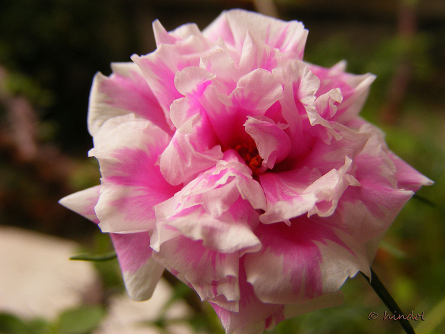 Pourpier à grandes fleurs (Portulaca grandiflora)