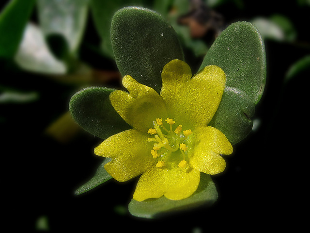 Pourpier (Portulaca oleracea)