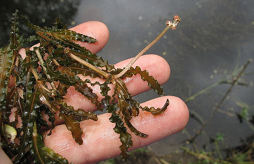 Potamot à feuilles crépues (Potamogeton crispus)