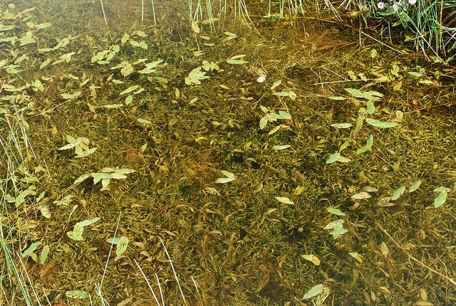 Potamot à feuilles de graminée
