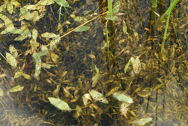 Potamot à feuilles de graminée