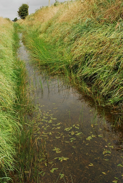 Potamot à feuilles de graminée