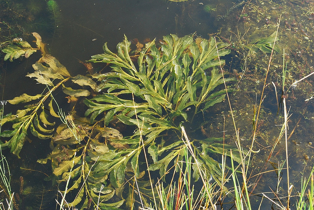 Potamot luisant (Potamogeton lucens)