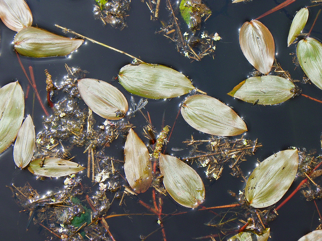 Potamot nageant (Potamogeton natans)