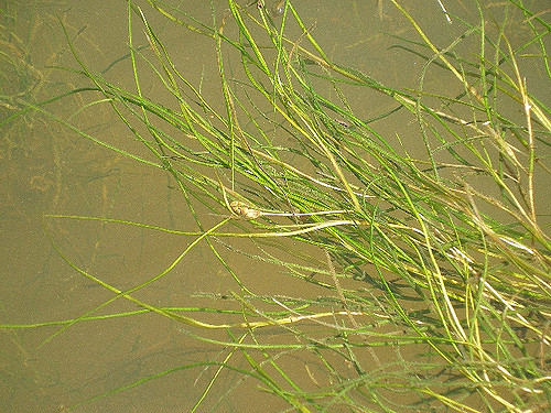 Potamot à feuilles pectinées