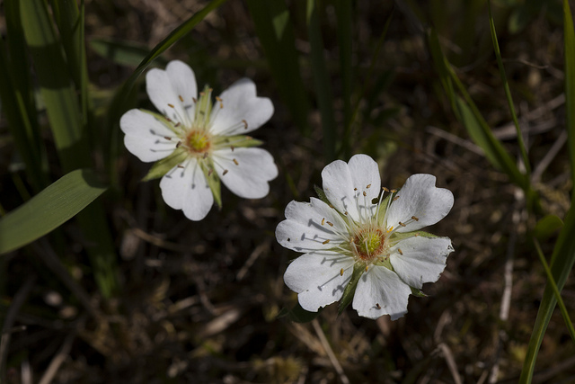 Potentille blanche