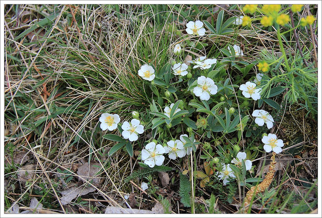 Potentille blanche