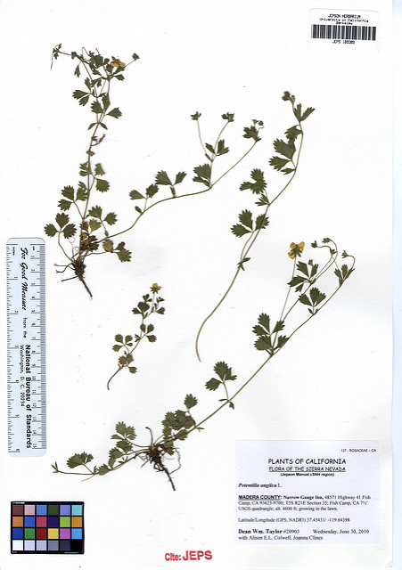 Potentilla anglica