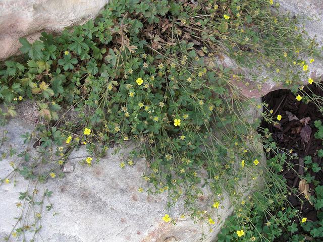 Potentilla anglica