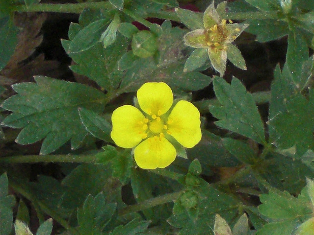 Potentilla anglica (Potentilla anglica)