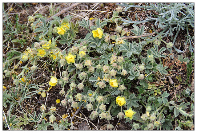 Potentille cendrée