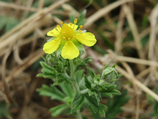 Potentille argentée