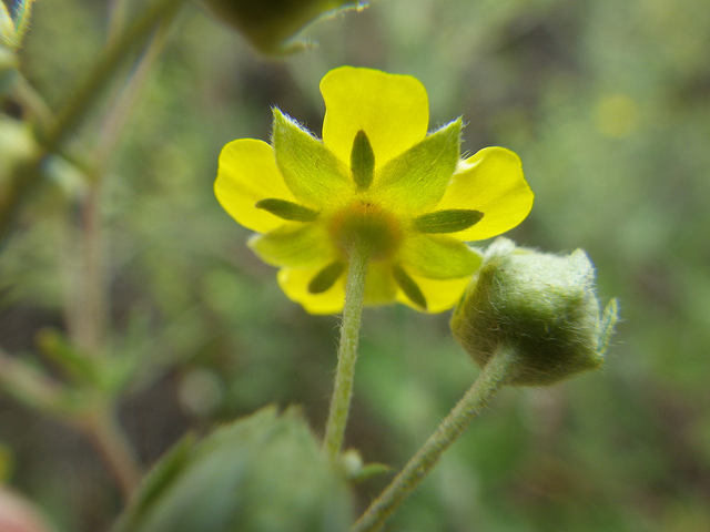 Potentille argentée (Potentilla argentea)