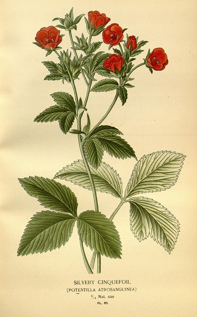 Potentille vivace (Potentilla atrosanguinea)
