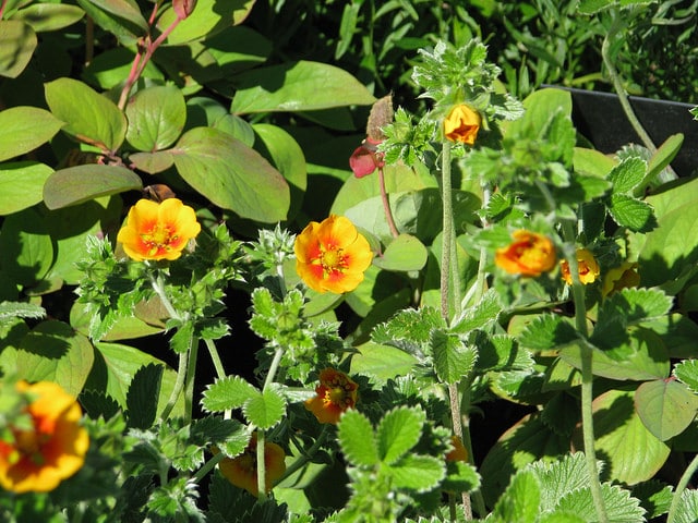 Potentille vivace