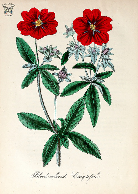 Potentille vivace