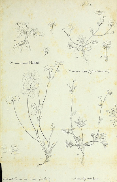 Potentille dorée